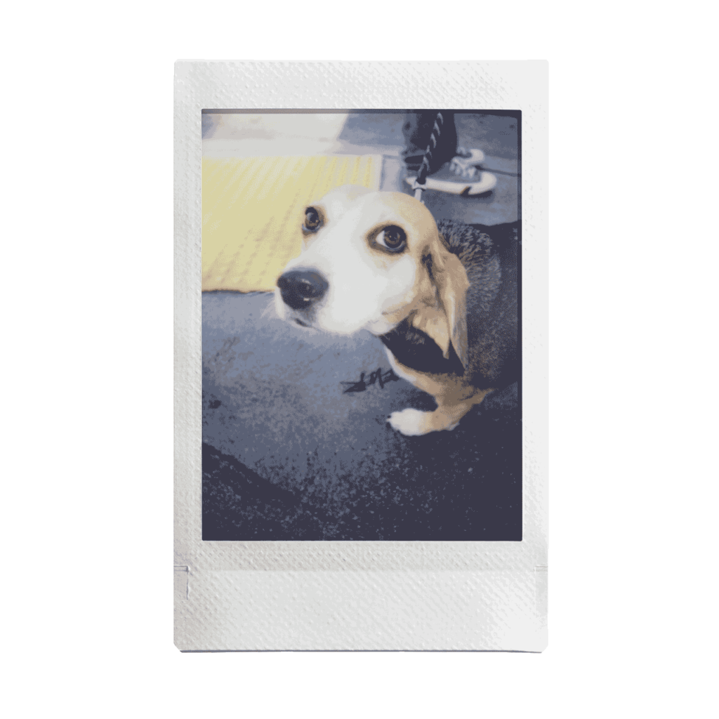Nærbilde av søt hund - perfekt tatt med instax WIDE 300-kameraet